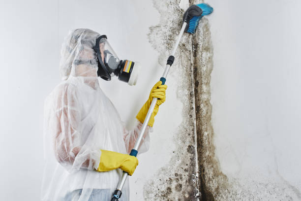 Best Mold Testing  in Lanai City, HI