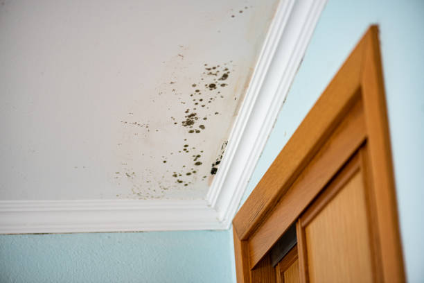 Attic Mold Removal in Lanai City, HI