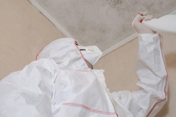 Best Local Mold Removal Service  in Lanai City, HI