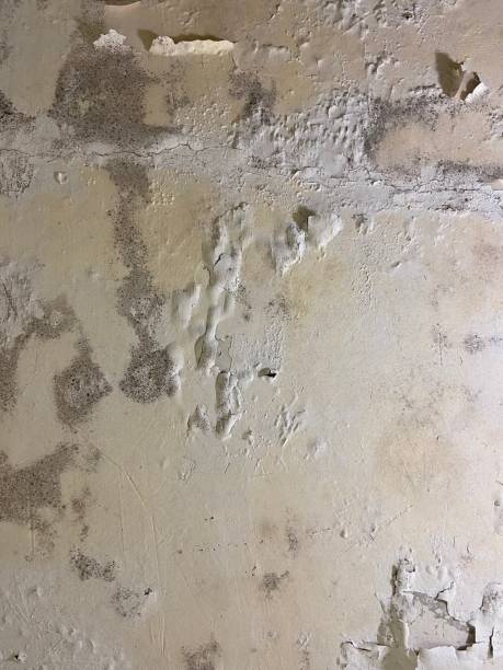 Best Mold Testing  in Lanai City, HI
