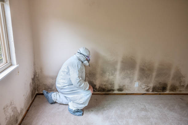 Best Office Mold Removal Services  in Lanai City, HI