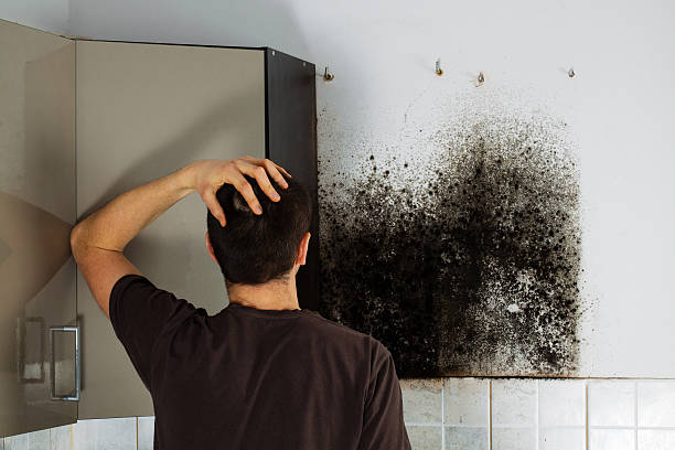 Best Attic Mold Removal  in Lanai City, HI
