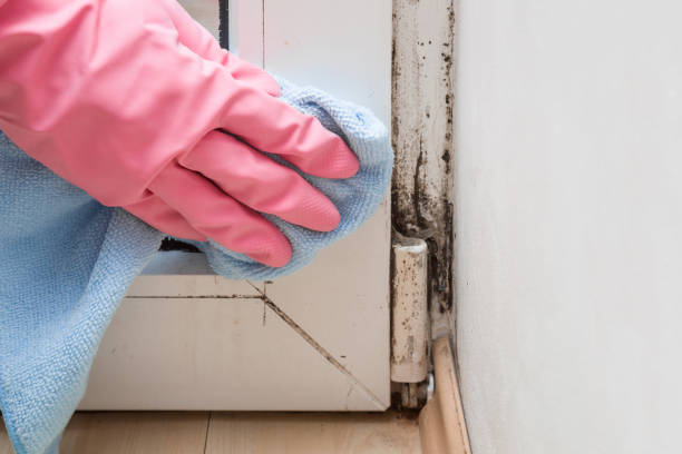 Office Mold Removal Services in Lanai City, HI