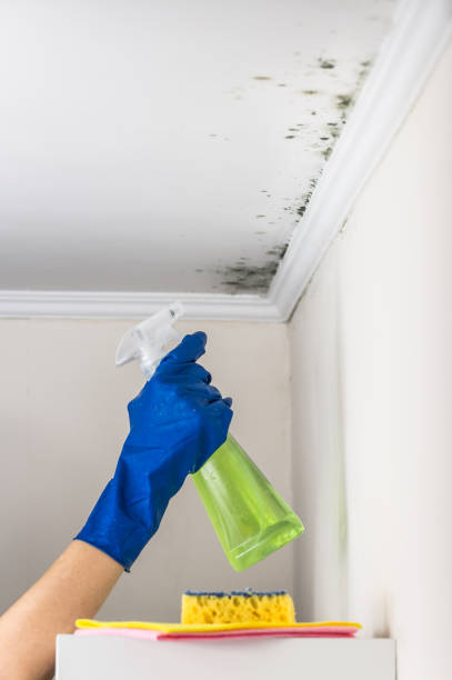 Best Toxic Mold Removal  in Lanai City, HI