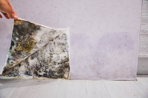 Best Residential Mold Removal  in Lanai City, HI